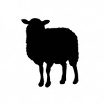 BORREGO