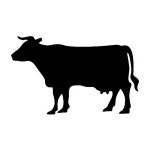 vaca